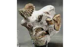 Scaphotrigonia navis