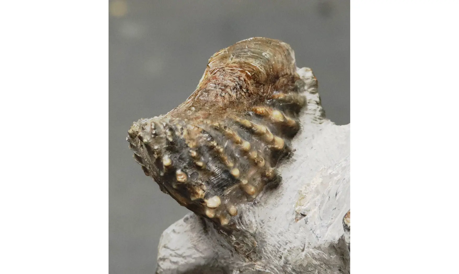 Scaphotrigonia navis