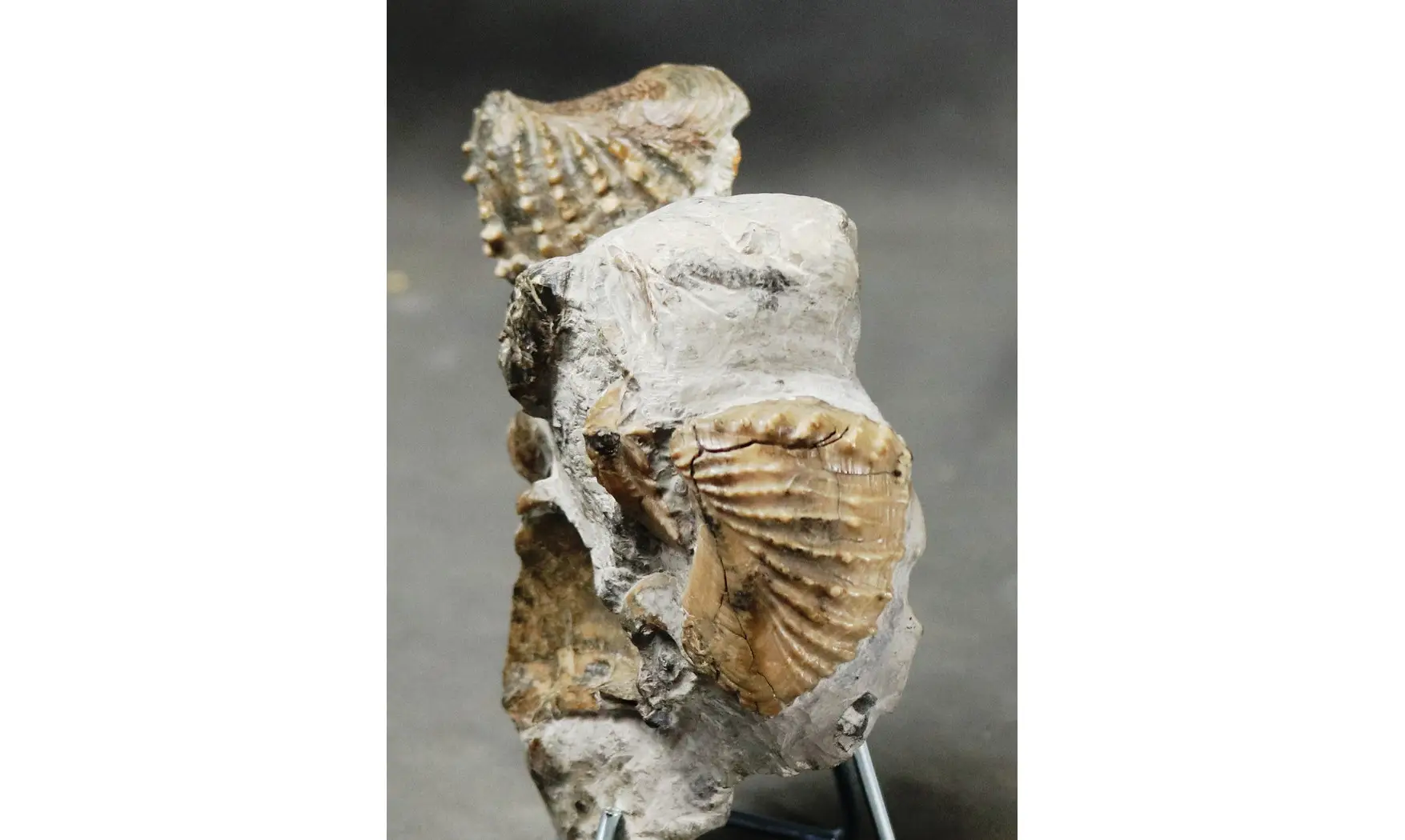 Scaphotrigonia navis