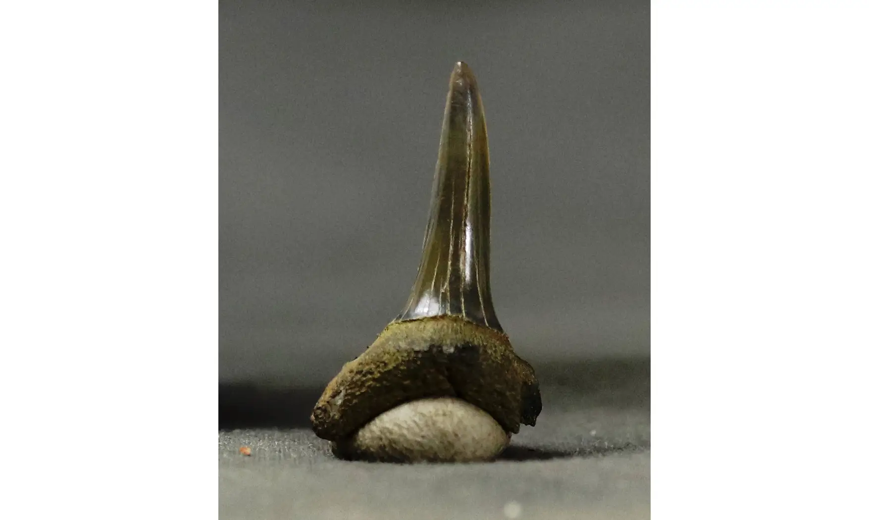 Odontaspis cuspidata