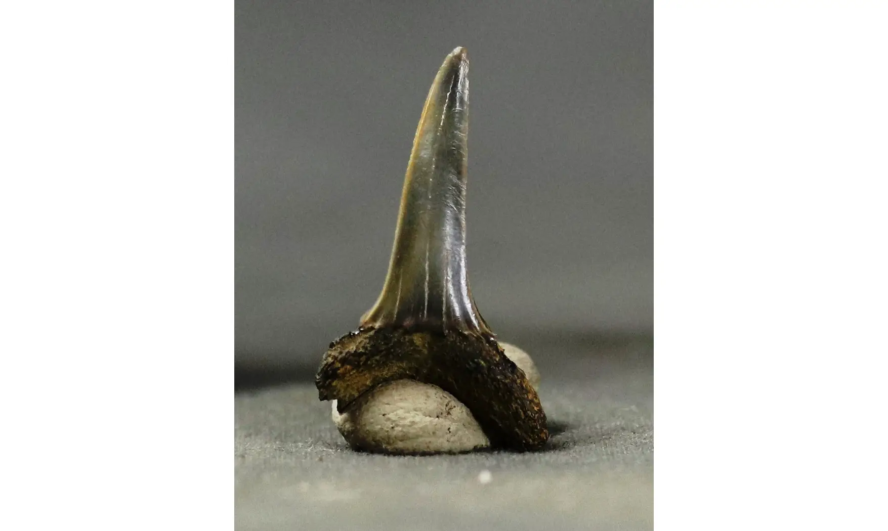 Odontaspis cuspidata