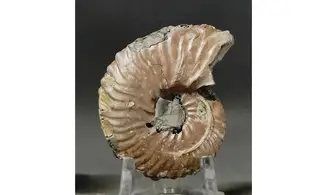 Dimorphoplites sp.