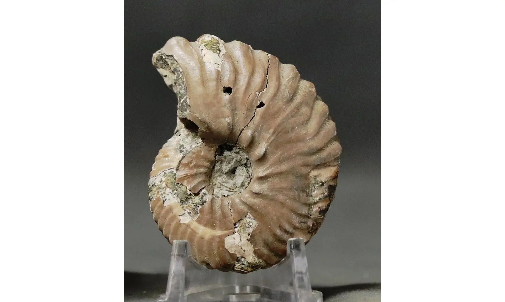 Dimorphoplites sp.