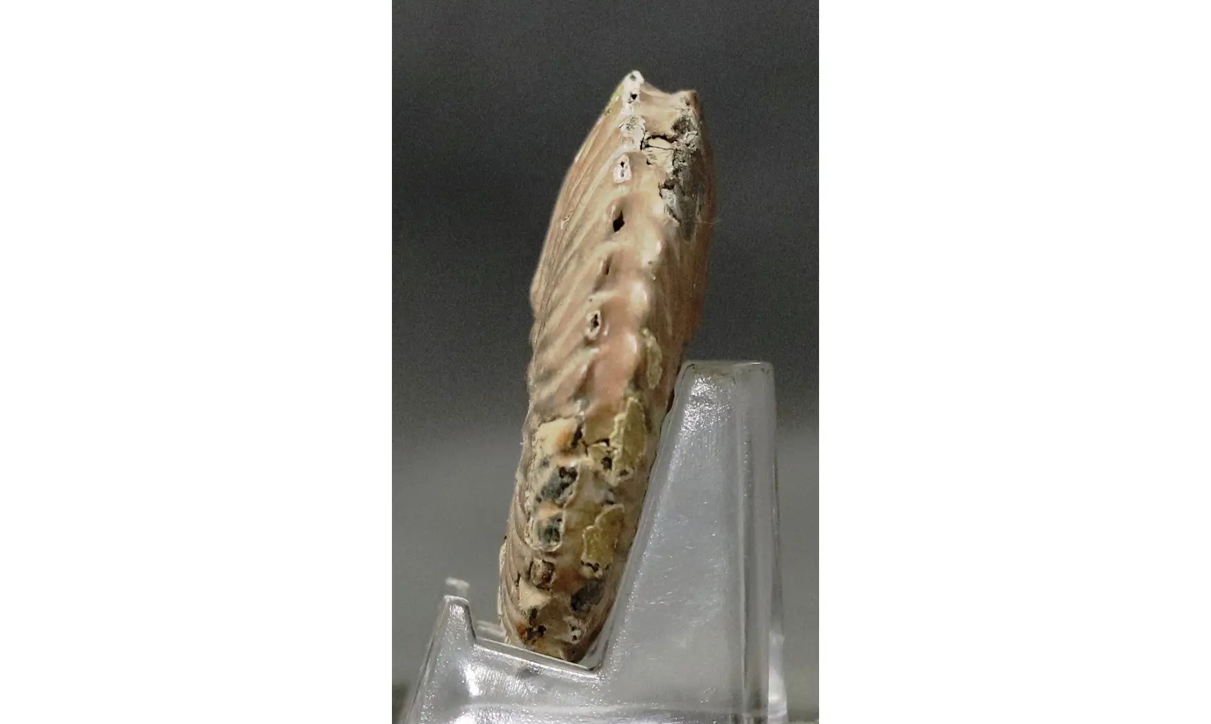 Dimorphoplites sp.