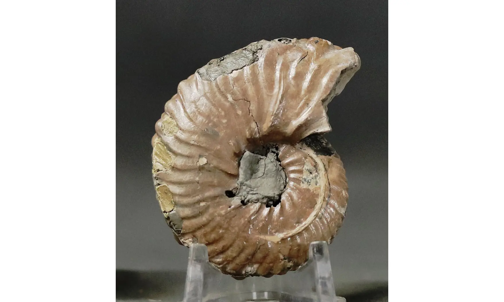 Dimorphoplites sp.