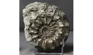 Euaspidoceras subbabeanum