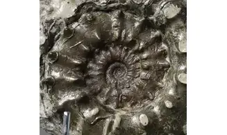 Euaspidoceras subbabeanum