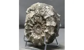Euaspidoceras subbabeanum