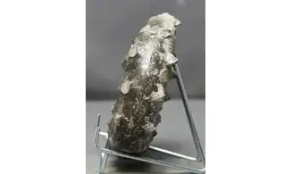 Euaspidoceras subbabeanum