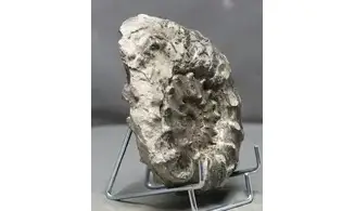 Euaspidoceras subbabeanum