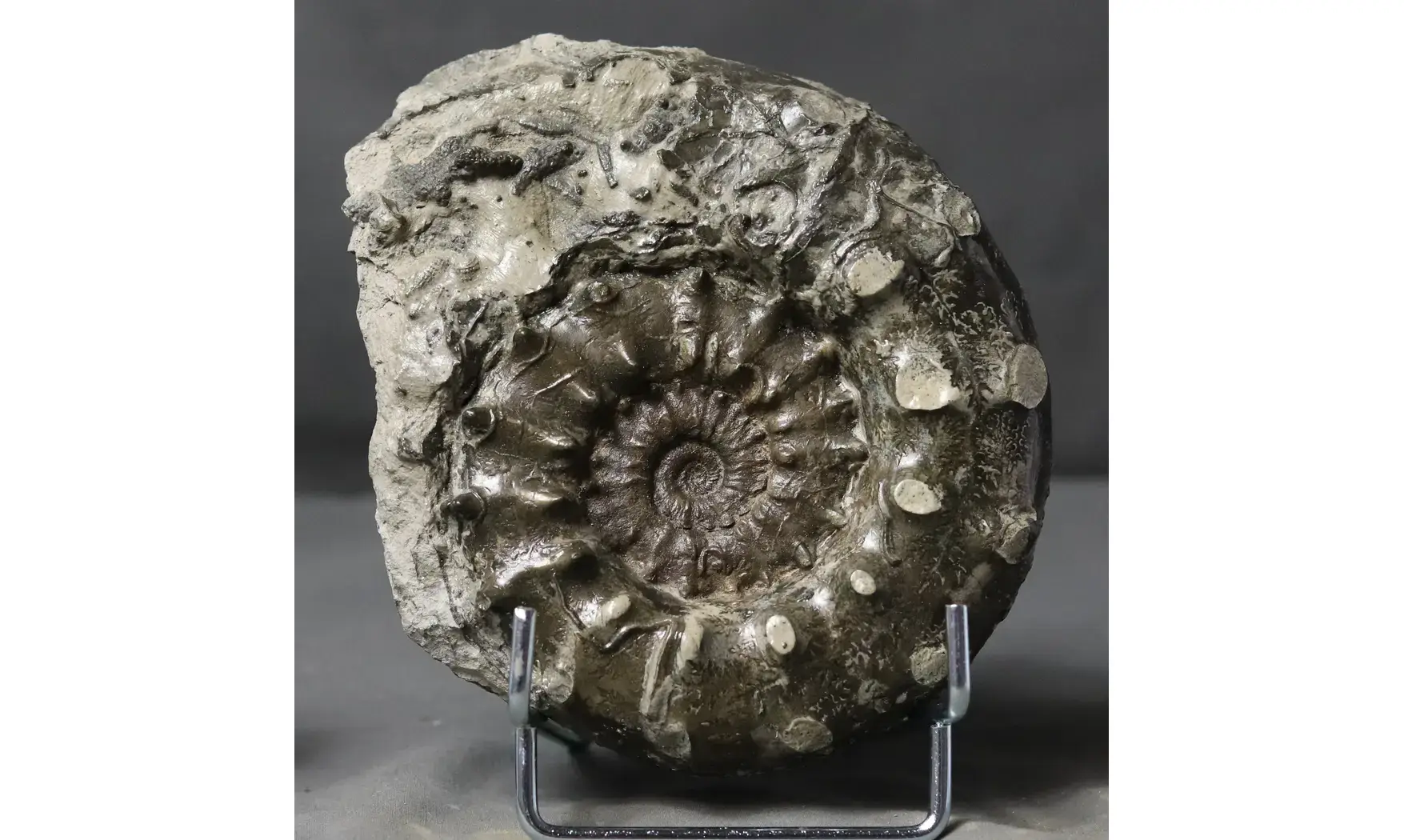 Euaspidoceras subbabeanum