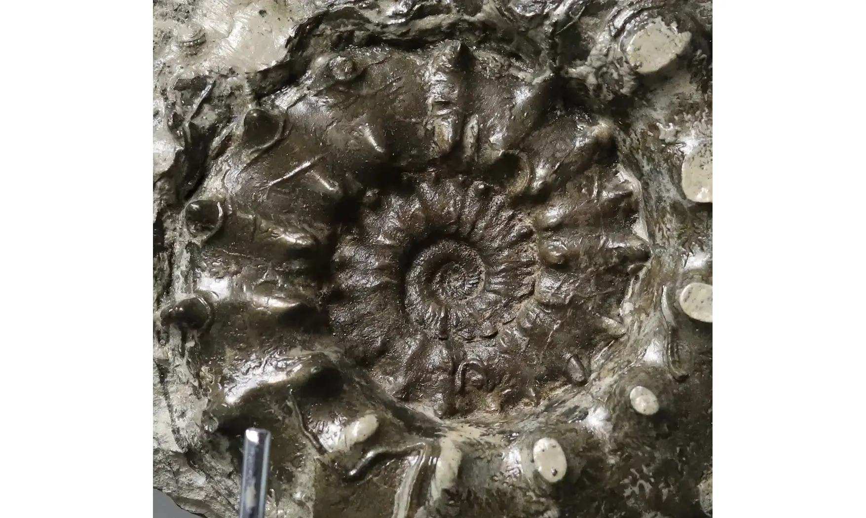 Euaspidoceras subbabeanum