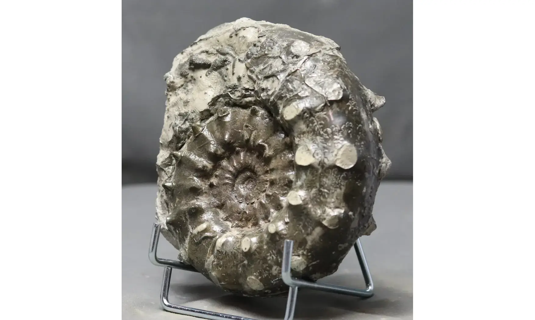 Euaspidoceras subbabeanum