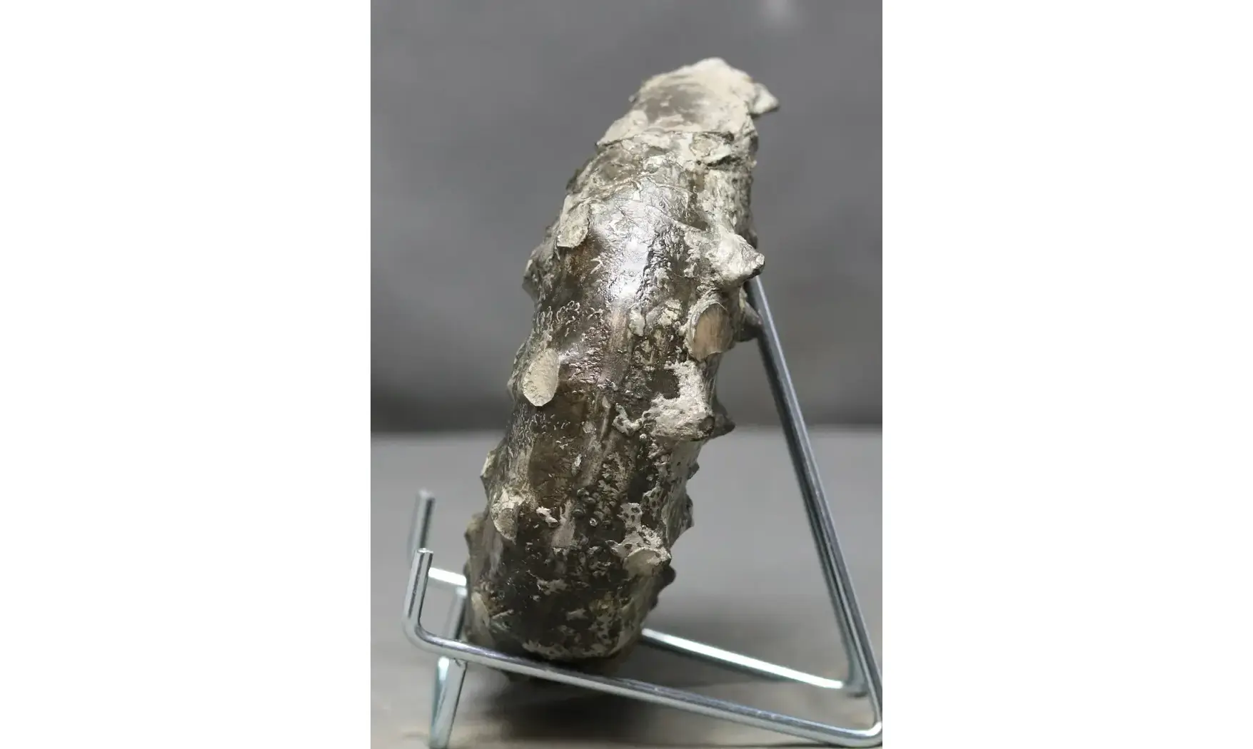 Euaspidoceras subbabeanum