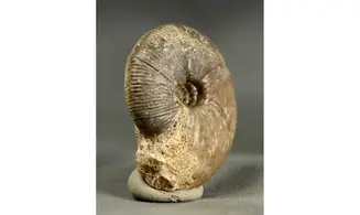 Morphoceras macrescens