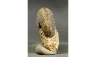 Morphoceras macrescens