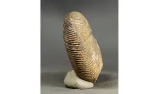 Morphoceras macrescens