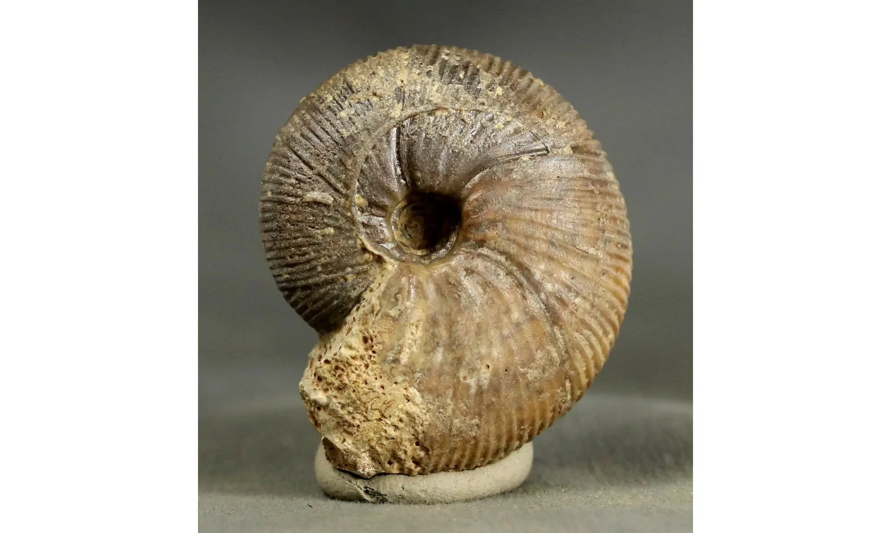 Morphoceras macrescens