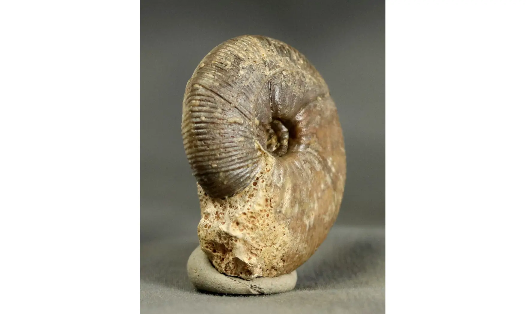 Morphoceras macrescens