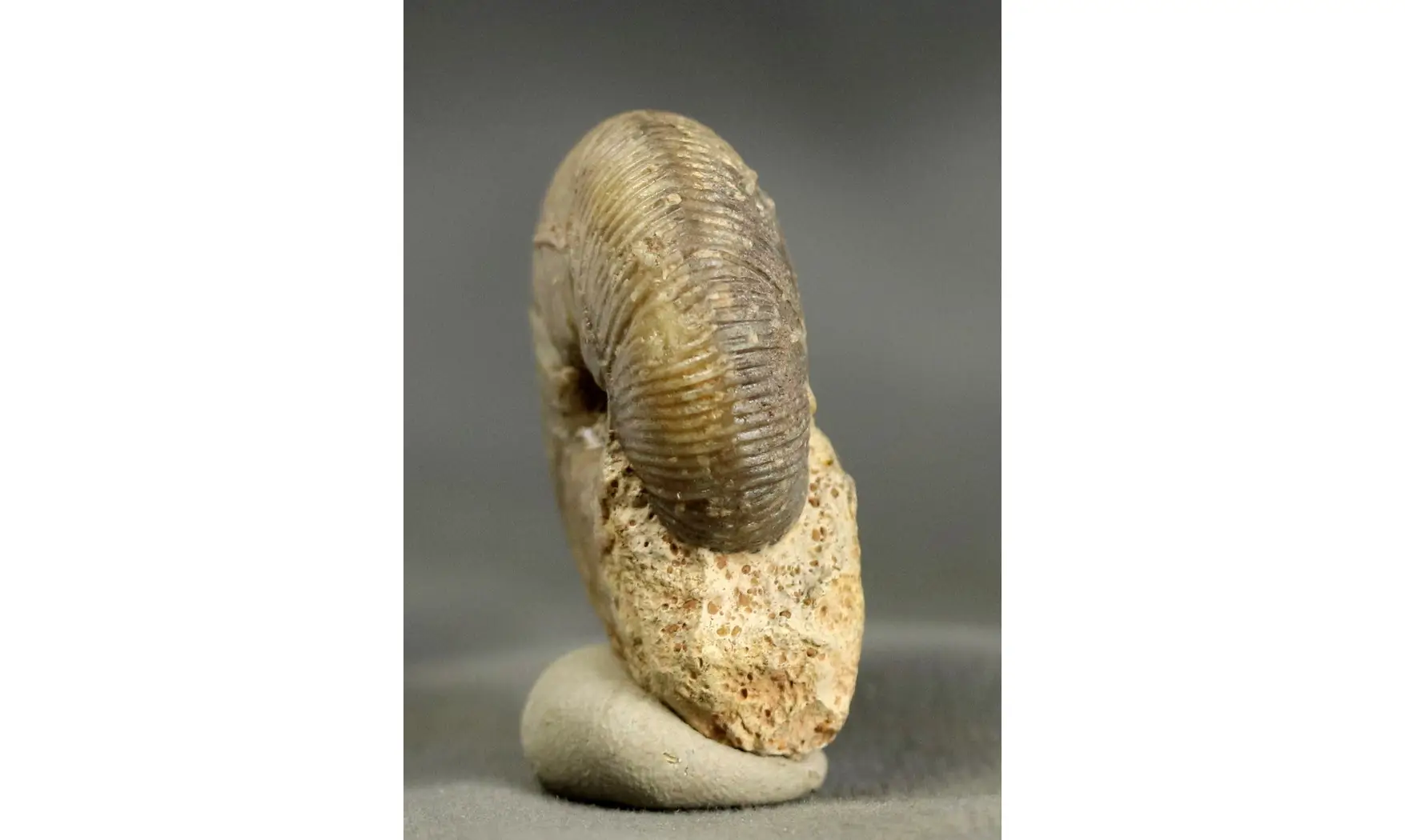 Morphoceras macrescens