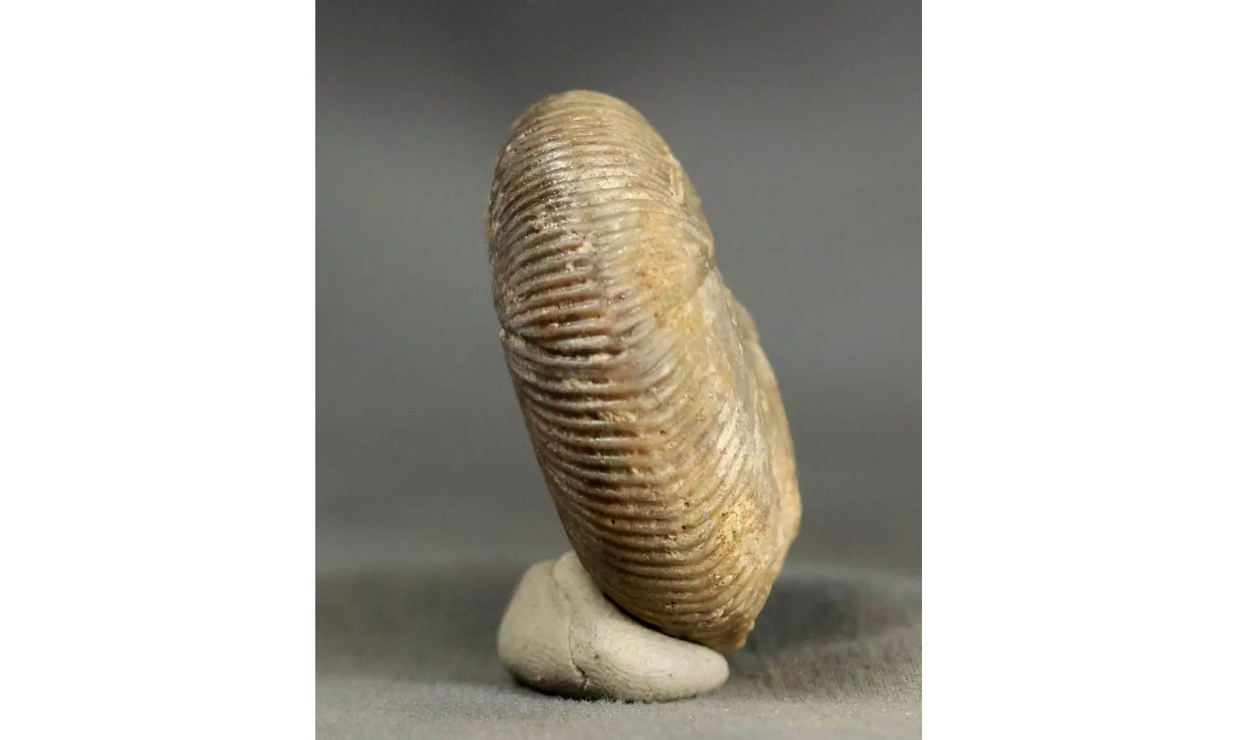 Morphoceras macrescens