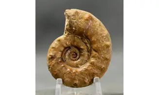 Euaspidoceras perarmatum