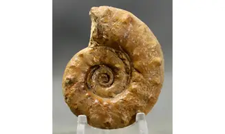 Euaspidoceras perarmatum