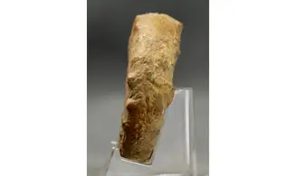Euaspidoceras perarmatum