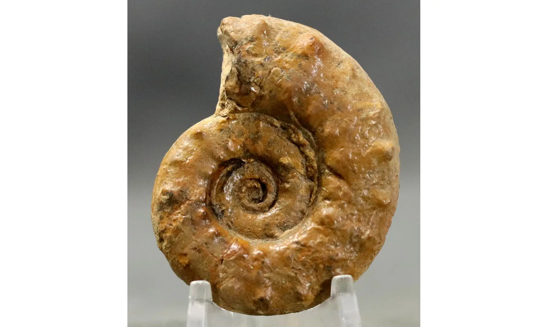 Euaspidoceras perarmatum