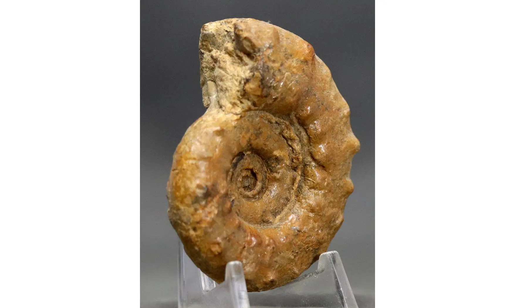 Euaspidoceras perarmatum