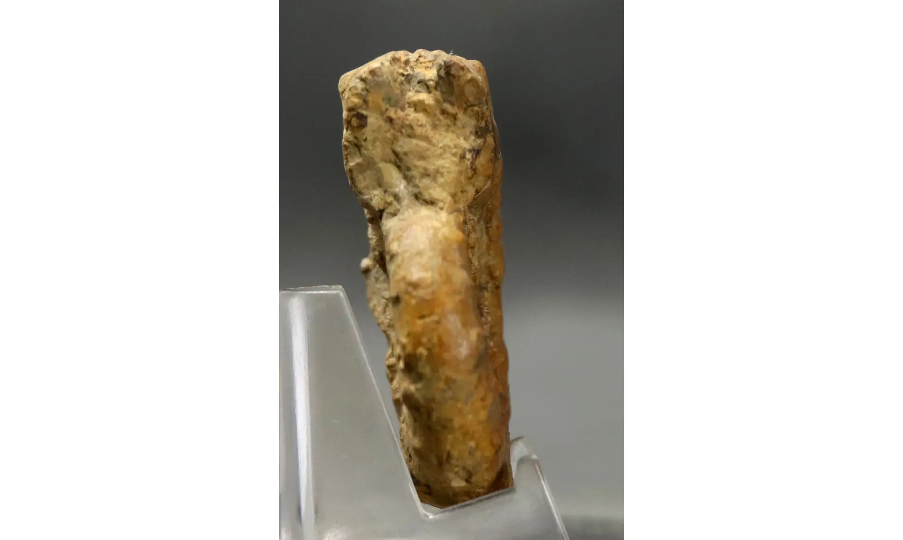 Euaspidoceras perarmatum