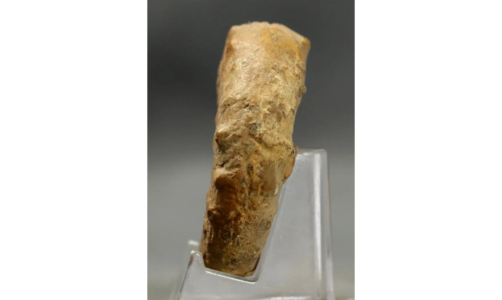 Euaspidoceras perarmatum