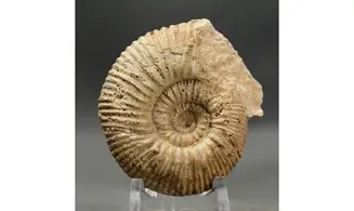 Reineckeia greppini