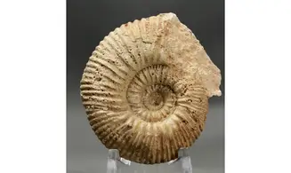Reineckeia greppini