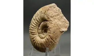 Reineckeia greppini