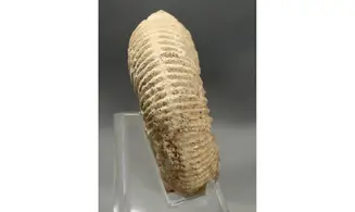 Reineckeia greppini