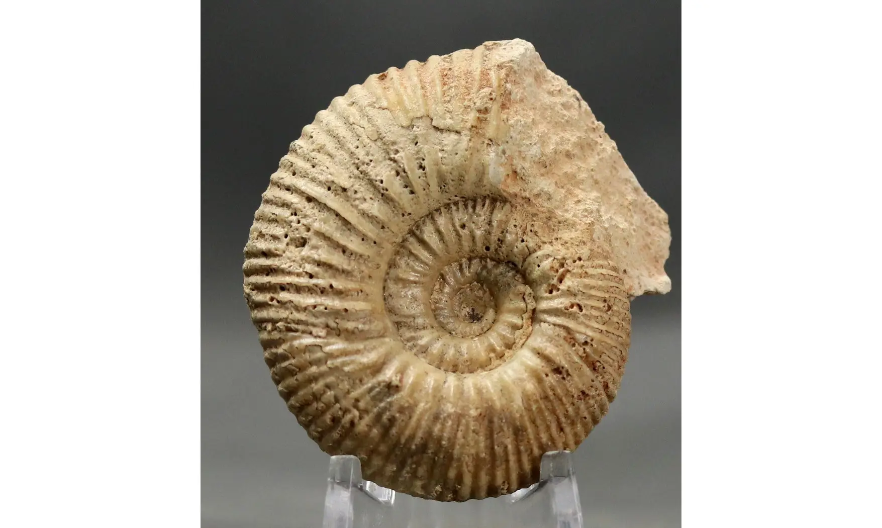 Reineckeia greppini