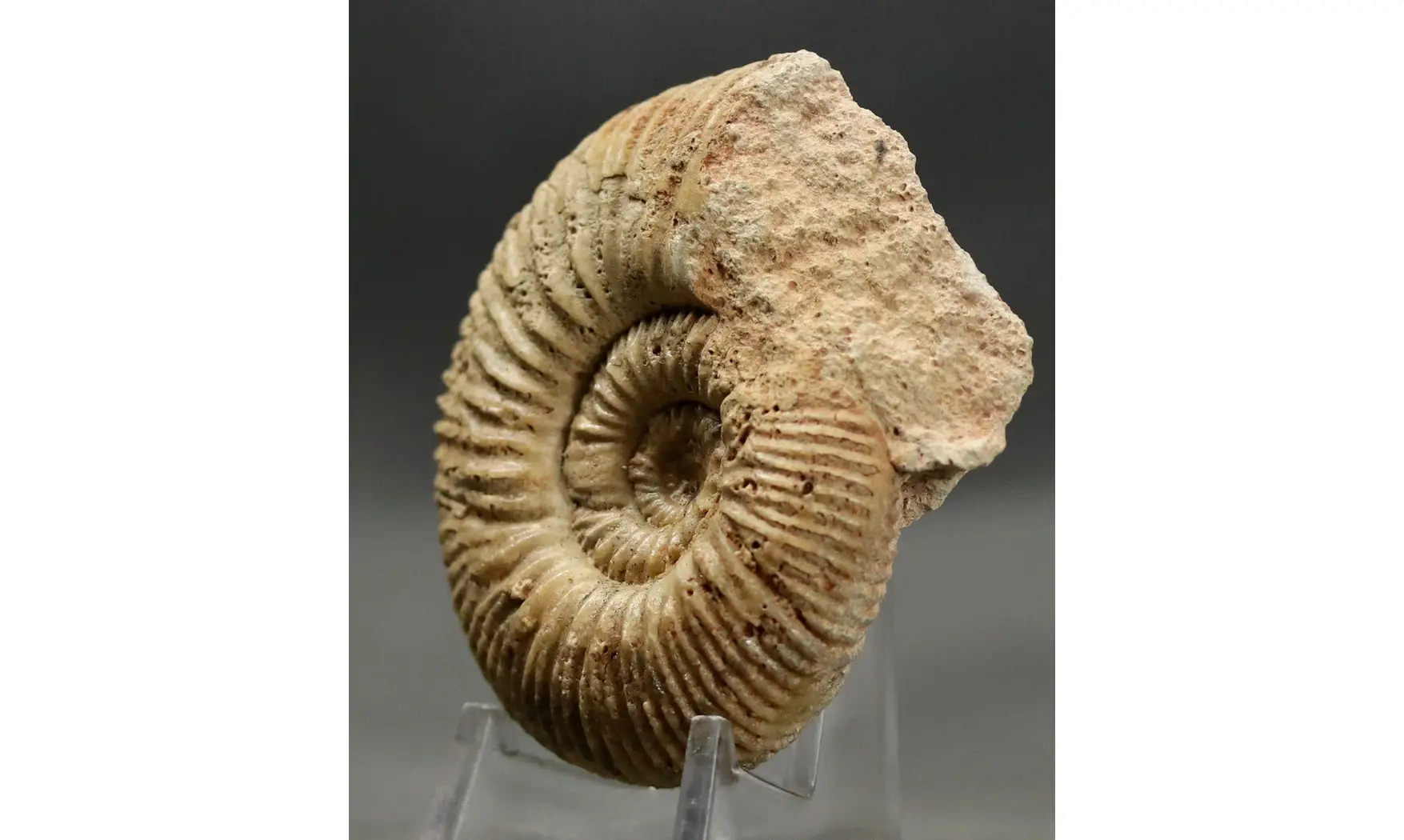 Reineckeia greppini