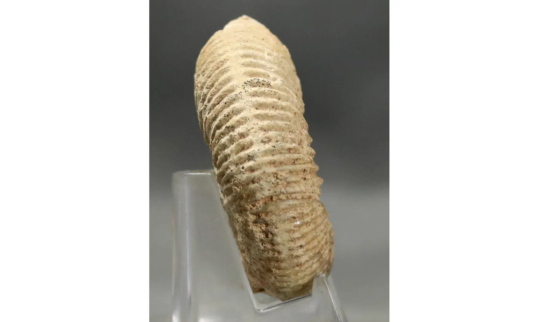 Reineckeia greppini