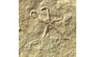 Ophiopetra lithographica