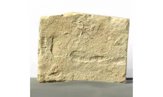 Ophiopetra lithographica