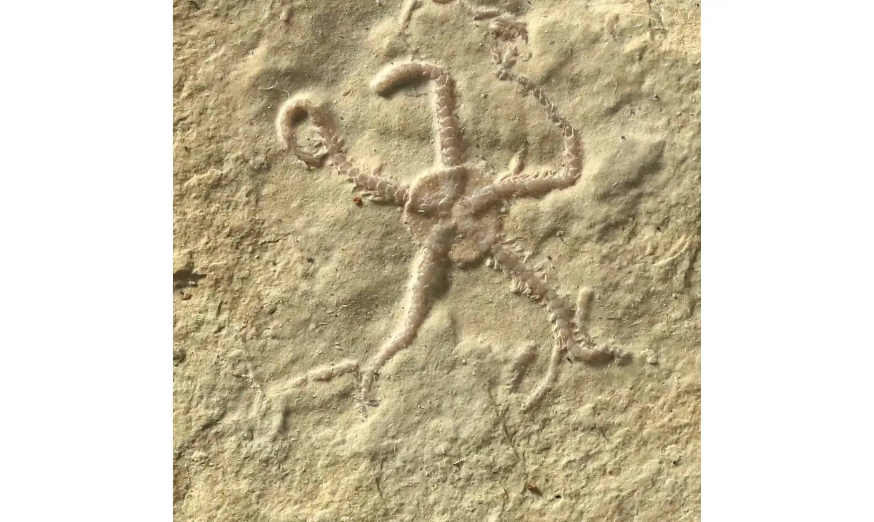 Ophiopetra lithographica