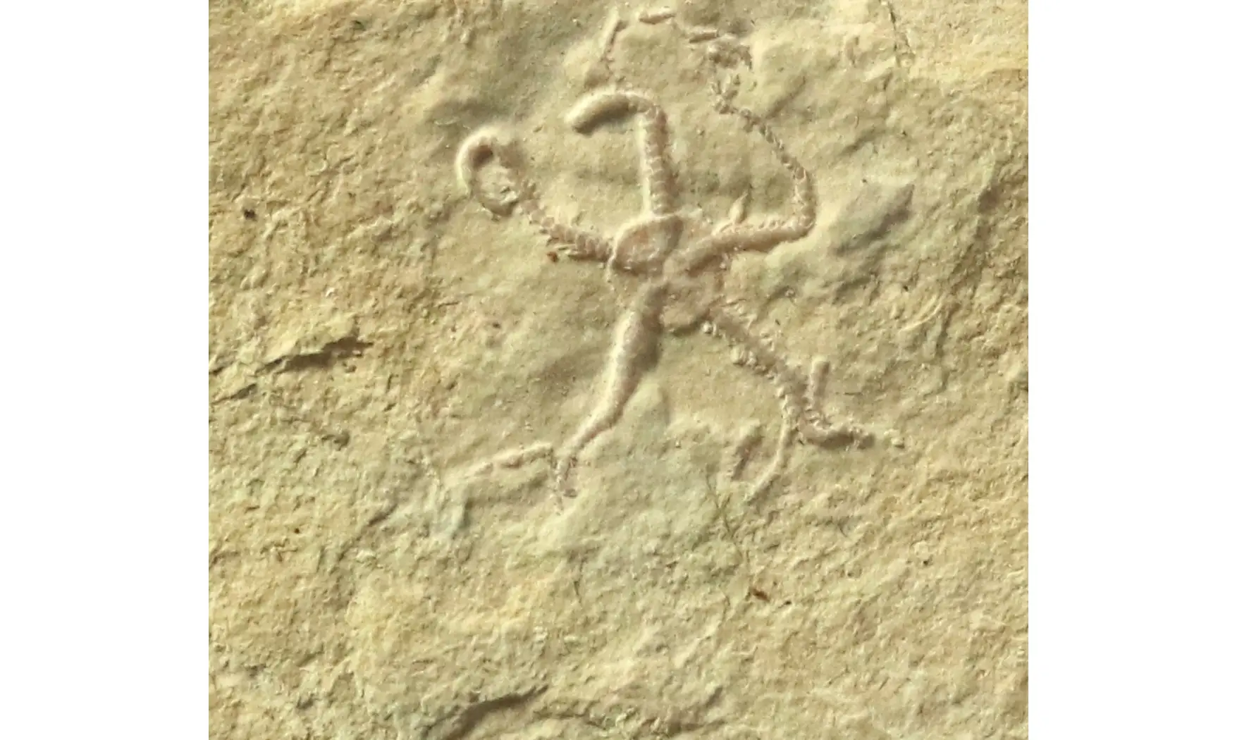 Ophiopetra lithographica