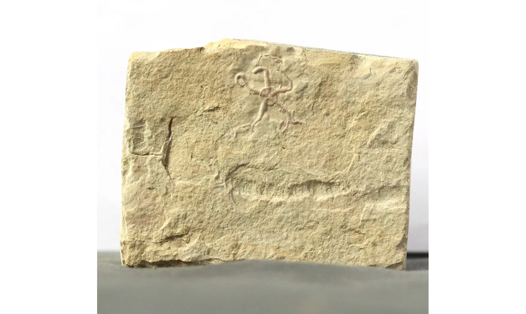 Ophiopetra lithographica