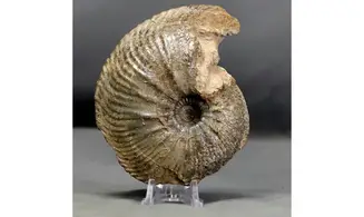 Goliathiceras sp.