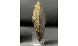 Goliathiceras sp.