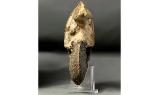 Goliathiceras sp.