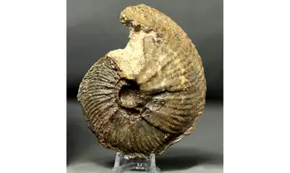 Goliathiceras sp.
