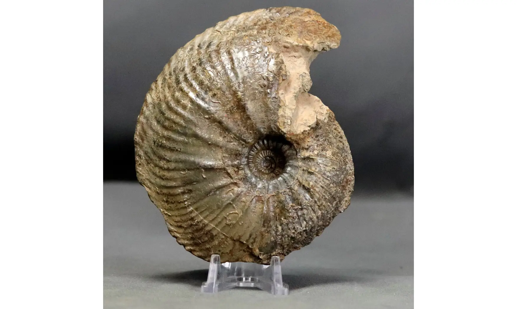 Goliathiceras sp.