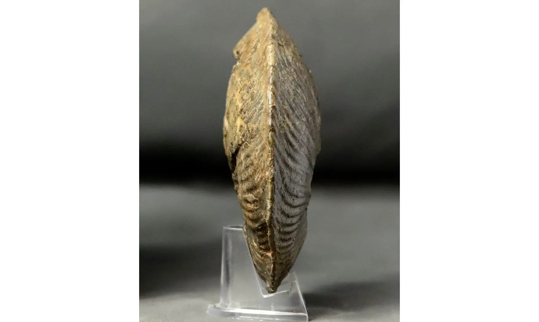 Goliathiceras sp.